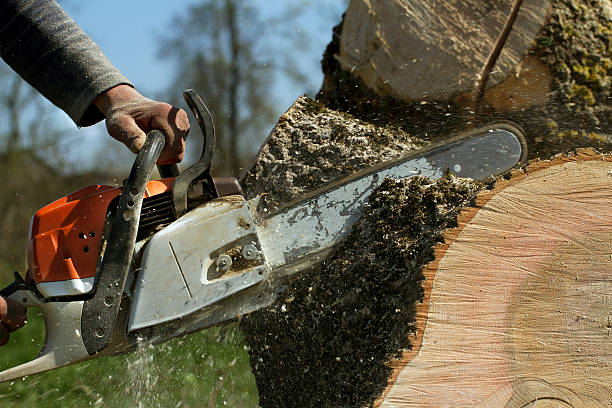 Dead Tree Removal in Miramar Beach, FL